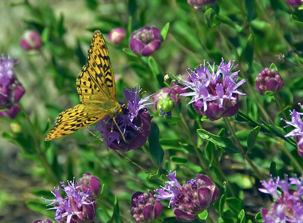 purple mint